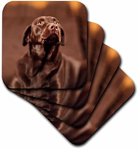 3dRose - TDSwhite – Разни фото - Поставка за снимки Лабрадор ретривър-голдън ретривър в шоколад лаборатория