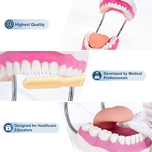[Update] Модел на зъбите Winyousk Грижи, Шестикратная Медицинска модел на зъбите Science Грижи в пълен размер